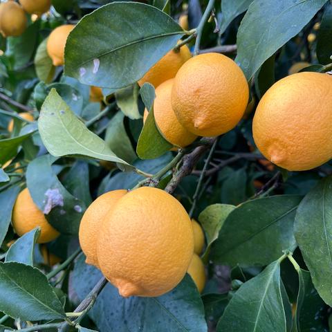 七光園の最新投稿「レモン販売です🍋」｜産地直送の販売・育成情報