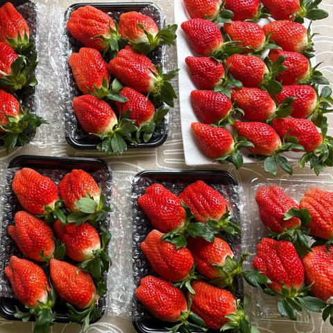山口いちご園の最新投稿「年末年始の発送について🍓」｜産地直送の販売