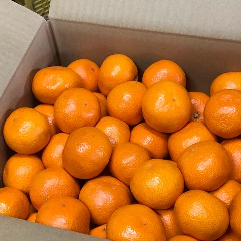 ぽお美's farm ⋈*ページ 176点まとめ売り ぽお美's farm（高知県・香南市）｜生産者詳細｜産直アウル