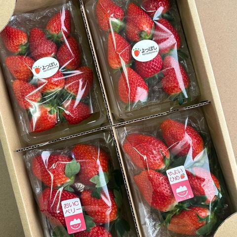 山口いちご園の最新投稿「いちご食べ比べがお安くなりました