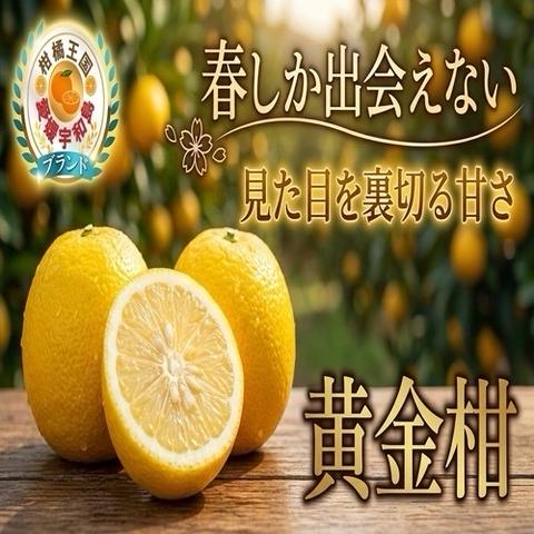 愛媛みかん総本家…の最新投稿「【柑橘マニア必見】春限定の柑橘フル