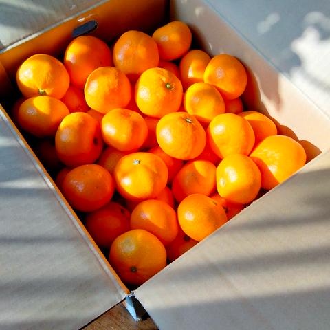 OrangeStoreニノミヤ（愛媛県・八幡浜市）｜生産者詳細｜産直アウル