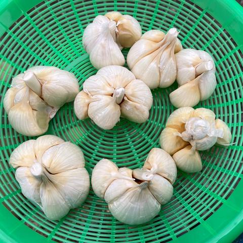 【ふくママfarm】生ニンニク ふくふくファーム（青森県・田子町）｜生産者詳細｜産直アウル