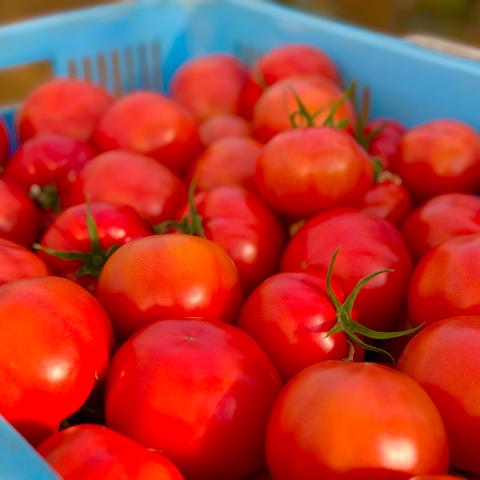 完熟とまとの新井園（埼玉県・飯能市）｜生産者詳細｜産直アウル