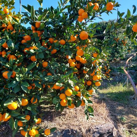 上尚みかん畑🍊の最新投稿「有田のみかん山🍊がオレンジ一色🌳」｜産地