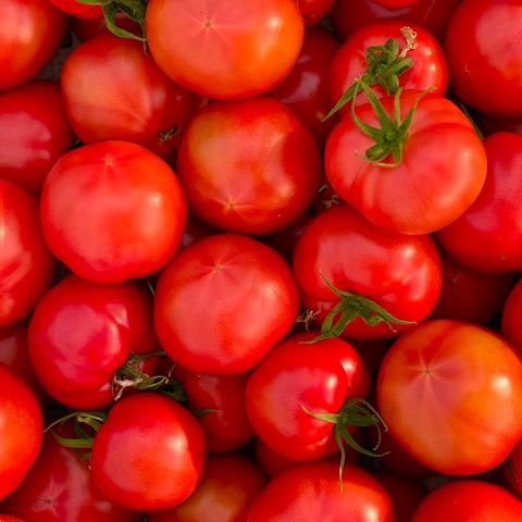 完熟とまとの新井園（埼玉県・飯能市）｜生産者詳細｜産直アウル