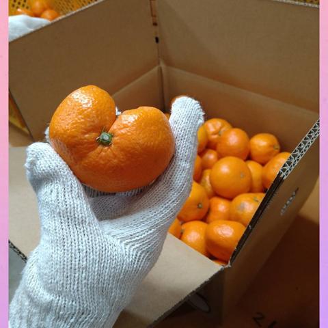 上尚みかん畑🍊の最新投稿「有田のみかん山🍊がオレンジ一色🌳」｜産地