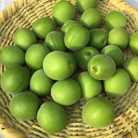 ひらた果樹園のご紹介 | 小田原市 | 産直アウル 農家から直接