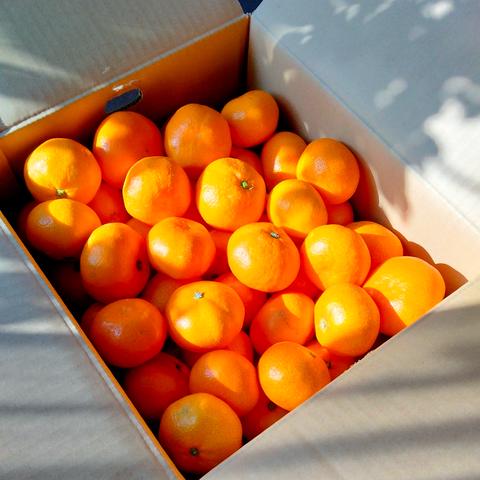 橙*様 令和6年11月27日最遅収穫JA認可特A等級S。宮内庁御用達米認定農家 橙*様 令和6年11月27日最遅収穫JA認可特A等級S。宮内庁御用達米