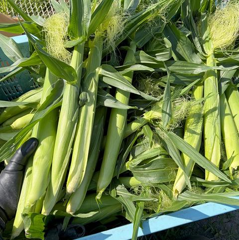 堀農園の最新投稿「ヤングコーンの出荷が始まりました」｜産地直送の