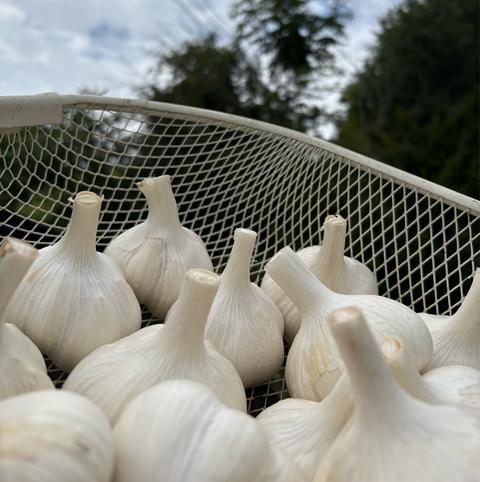 Oh!garLic（青森県・十和田市）｜生産者詳細｜産直アウル