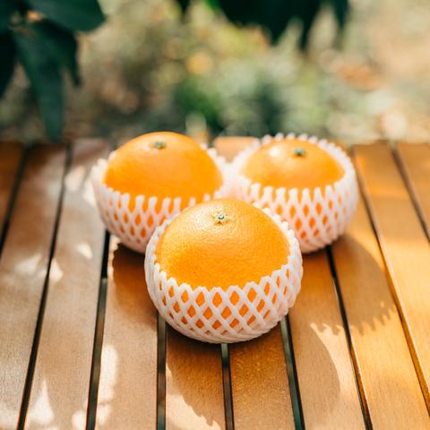 ★うみ★ ニナファームセット 山菜海ファーム | 富山県立山町の小さな畑から旬の野菜セットをお届け