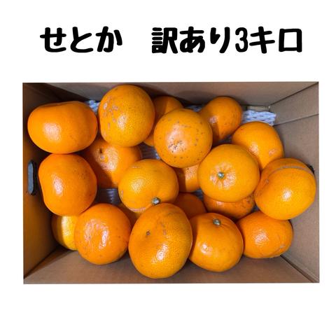 せとかorder page （文旦屋・白木果樹園】今が旬の文旦・果物の直送 