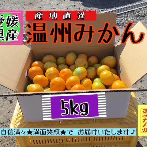 ミッチー の おみかん畑（愛媛県・愛南町）｜生産者詳細｜産直アウル