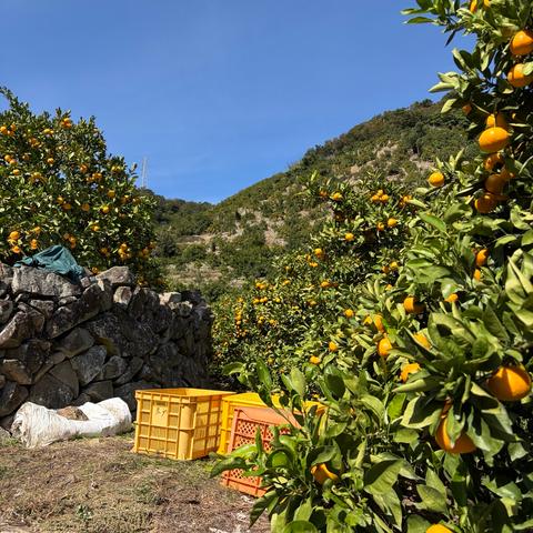 にしたに園（和歌山県・広川町）｜生産者詳細｜産直アウル