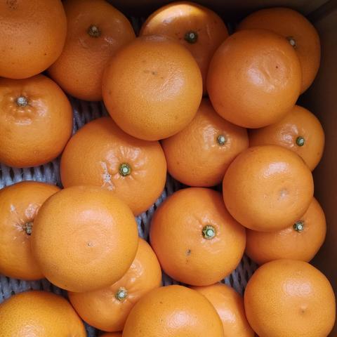 村上柑橘農園の最新投稿「せとか出品しました 」｜産地直送の販売