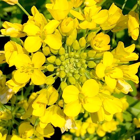 信州塩尻 つむぐ農園さんがコミュニティ向けに「菜の花とミツバチ 信州塩尻 つむぐ農園さんがコミュニティ向けに「菜の花とミツバチ