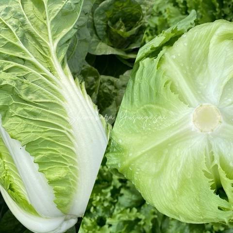 長崎島原 前田農産の最新投稿「数量限定のミニ白菜を販売します