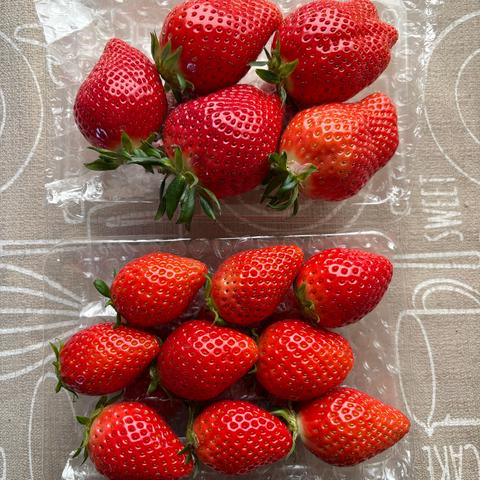 山口いちご園の最新投稿「いちご食べ比べがお安くなりました