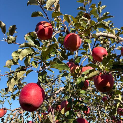 月の星農園さんがコミュニティ向けに「ブドウの紅葉。」投稿しま