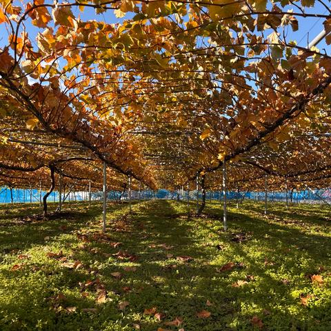 月の星農園さんがコミュニティ向けに「ブドウの紅葉。」投稿しま