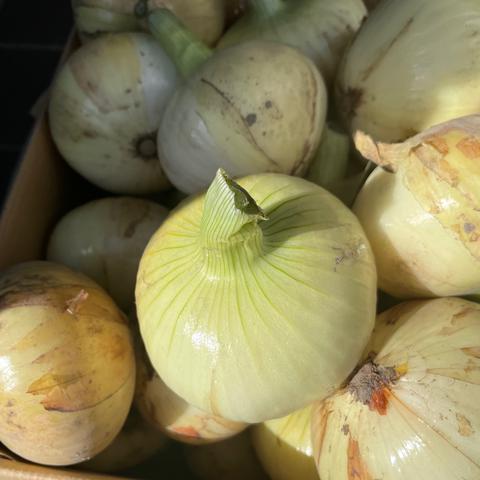 農家の孫まっちのご紹介 | 南あわじ市 | 産直アウル 農家から