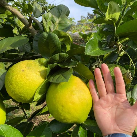 そらうみ農園のご紹介 | 倉敷市 | 産直アウル 農家から直接野菜