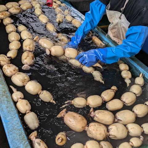 すずき蓮根農園さんがコミュニティ向けに「れんこん洗浄中」投稿