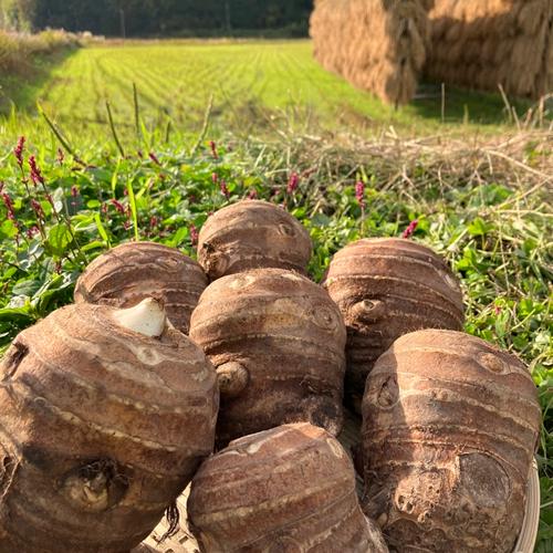 かゆくならないと評判！おおふくの里芋の親芋(頭芋)10キロ 無農薬無