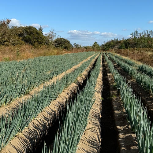 無農薬栽培の秋田の美味しい長ネギ【2kg】 | 野菜/ねぎ 産直アウル