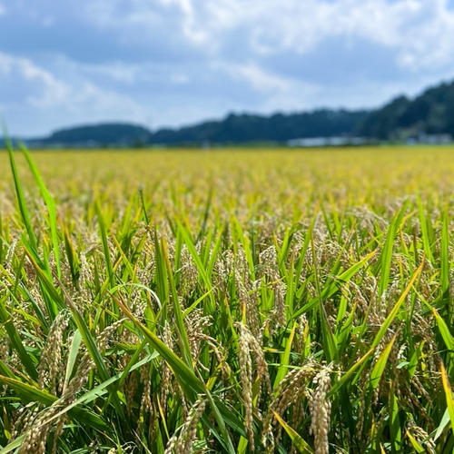 令和7年新米】コシヒカリ 10kg（玄米）豊かな甘みと強い粘りのある