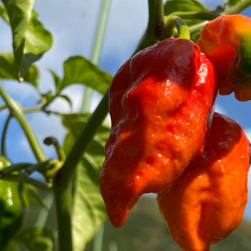 ハラペーニョ（約600g） | 野菜/スパイス 産直アウル 農家から直接野菜