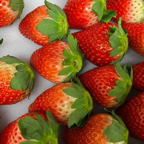 とちあいか 4パック入り1箱 1kg以上 ｜ 果物/いちご 産直アウル 農家