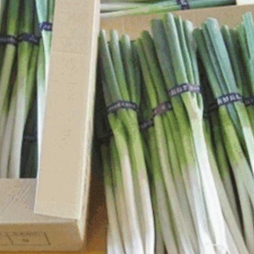 🚨ネギの王様、『下仁田ネギ 』太い3L～4Lサイズ15本🚨 | 野菜/ねぎ