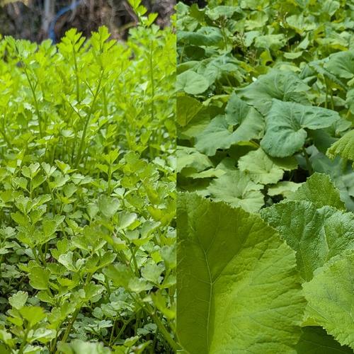 朝採れ 静岡県産希少な花わさび ｜ 野菜/その他野菜 産直アウル 農家