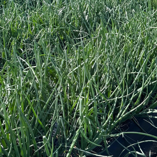 訳あり】農薬、除草剤不使用 淡路島玉ねぎ10kg 生で食べてみて 加熱