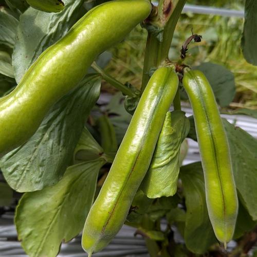 朝採り直送！節減対象農薬・化学肥料不使用♪ 今が旬の『そら豆