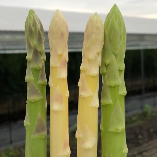⭐️さぬきのめざめ⭐️（アスパラガス） 【2Lサイズ】 2Kg ｜ 野菜