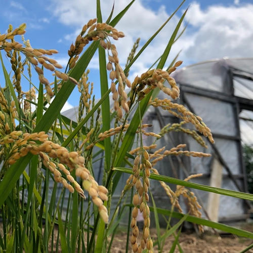 朝どれ発送】北海道産とうもろこし！ ｜ 野菜/とうもろこし 産直アウル