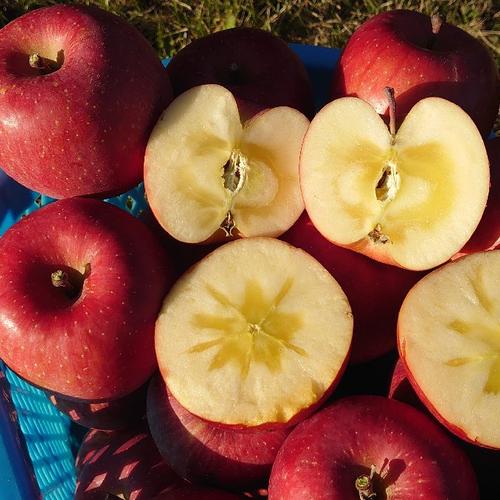 5kg長野県認証栽培のサンふじ（家庭用） | 果物/りんご 産直アウル