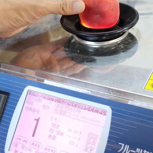 感動果物農家山本農園（和歌山県・和歌山市）｜生産者詳細｜産直アウル