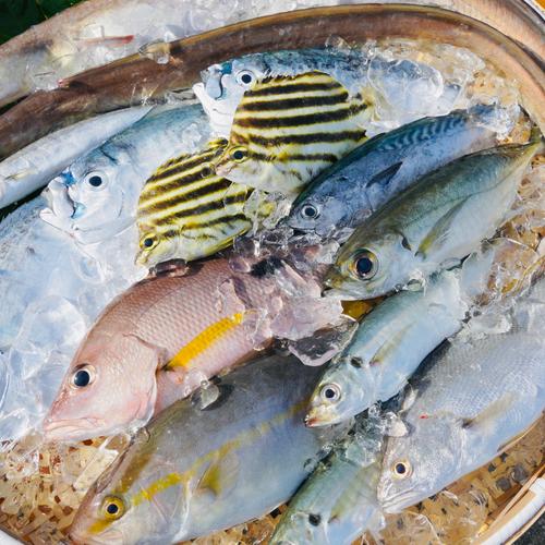 ロコフィッシュ鮮魚ボックス4~5kg【エコ包装】 ｜ 魚介類/魚介セット