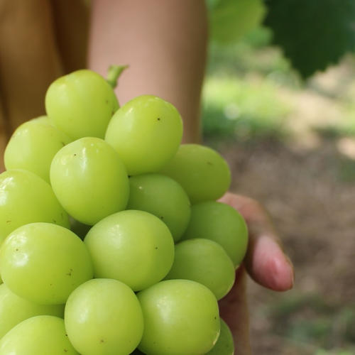 シャインマスカット1kg2から3房 | 果物/ぶどう 産直アウル 農家から