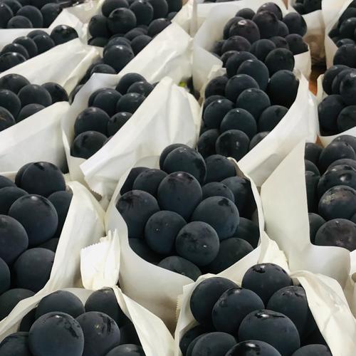 ナガノパープル4kg（岡山県産・種なし） | 果物/ぶどう 産直アウル