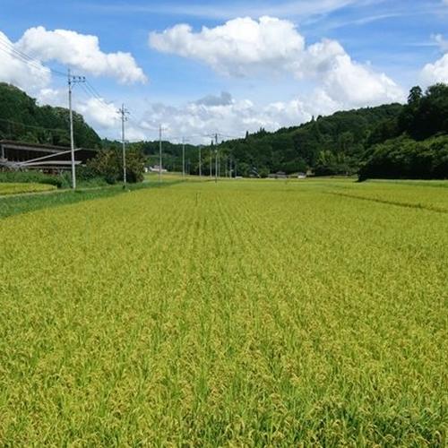 コシヒカリ玄米20㎏(10㎏×2) 令和5年 神石高原町産 粘りと甘さの