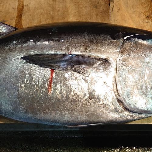 アウルの日】長崎近海産 天然アラ（クエ）3kg台（3.2〜3.8kg）目安