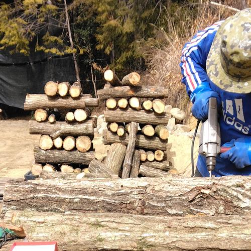 食品 信州産 朝採り 生わらび 500g以上 本日収穫！天然 山菜 産地直送