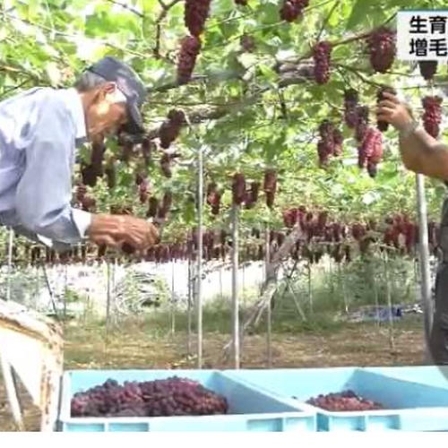 樹上完熟プルーン【スイートワン】どっさり4kg ｜ 果物/その他果物