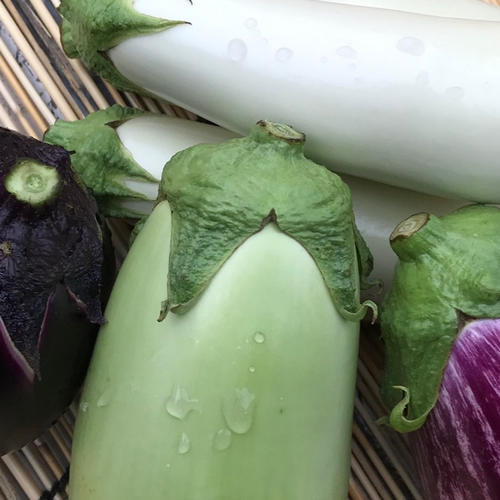 訳あり規格外?たっぷり召し上がれ?お多福野菜?千両茄子 ｜ 野菜 