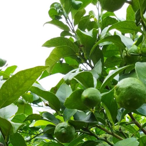 瀬戸田産ネーブルオレンジ | 果物/オレンジ・その他みかん 産直アウル